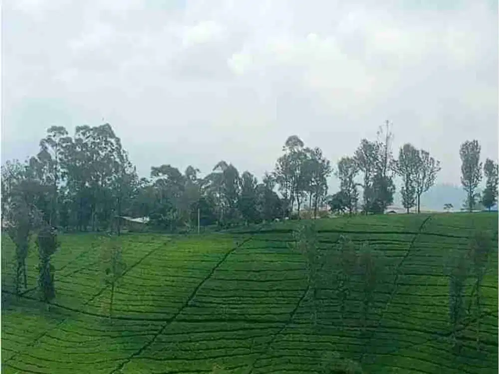 Dijual Tanah Luas Untuk Pertanian di Ciwidey