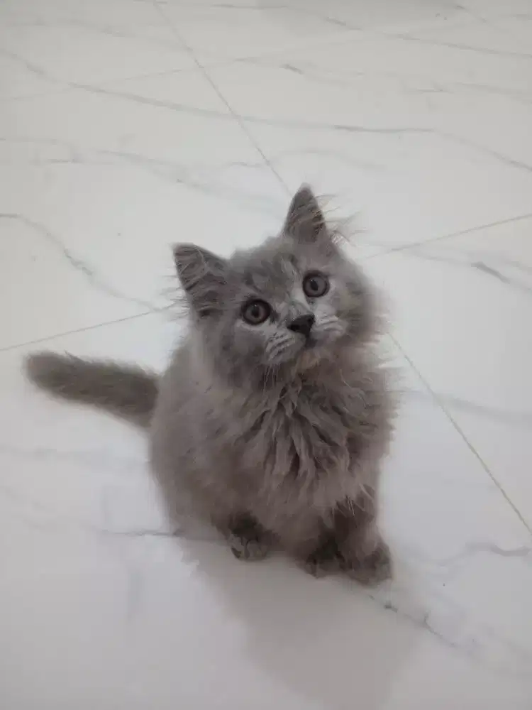 KITTEN PERSIA JANTAN
