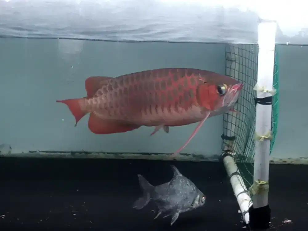 Ikan arwana super red