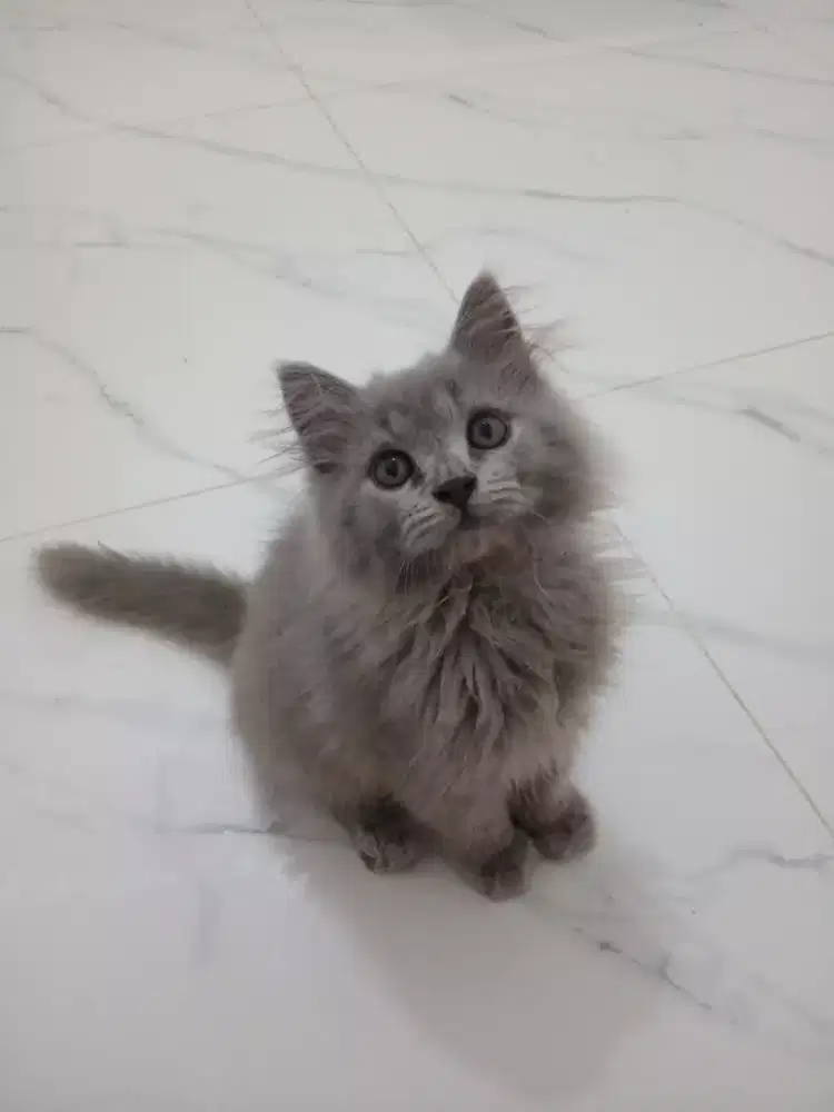 KITTEN PERSIA JANTAN