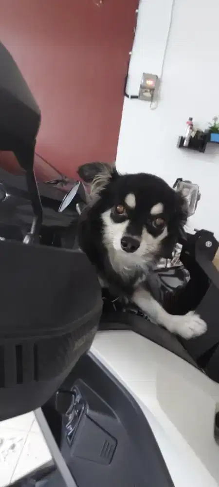 Jual Anjing Mix