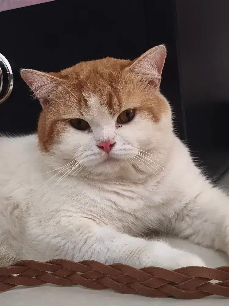 BSH red bicolor