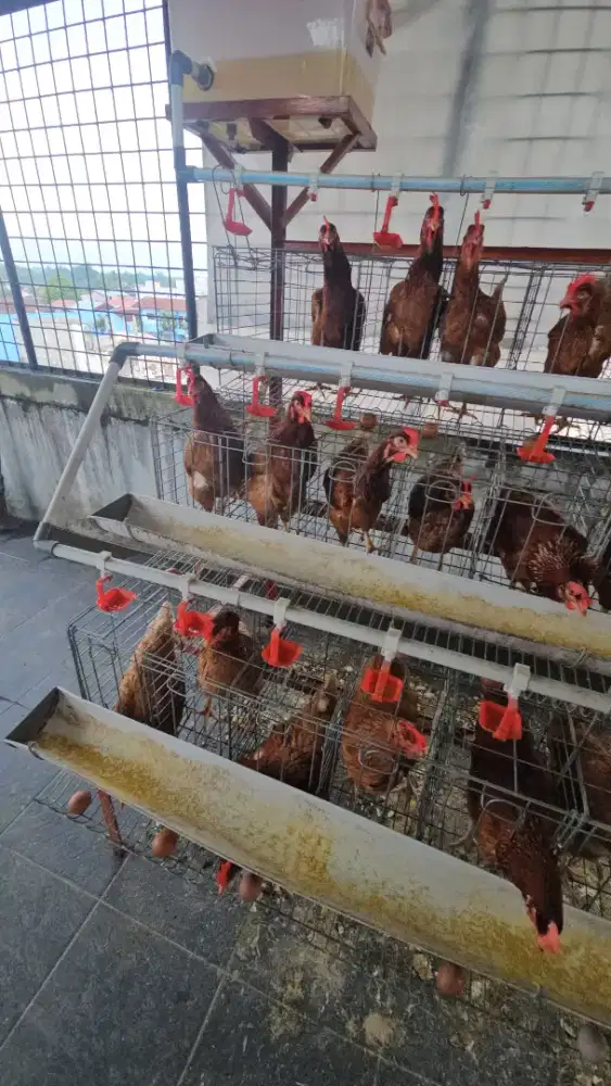 Jasa membersihkan bisnis ayam petelur