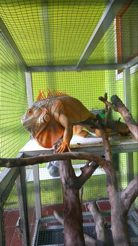 JUAL CEPAT RED IGUANA JANTAN