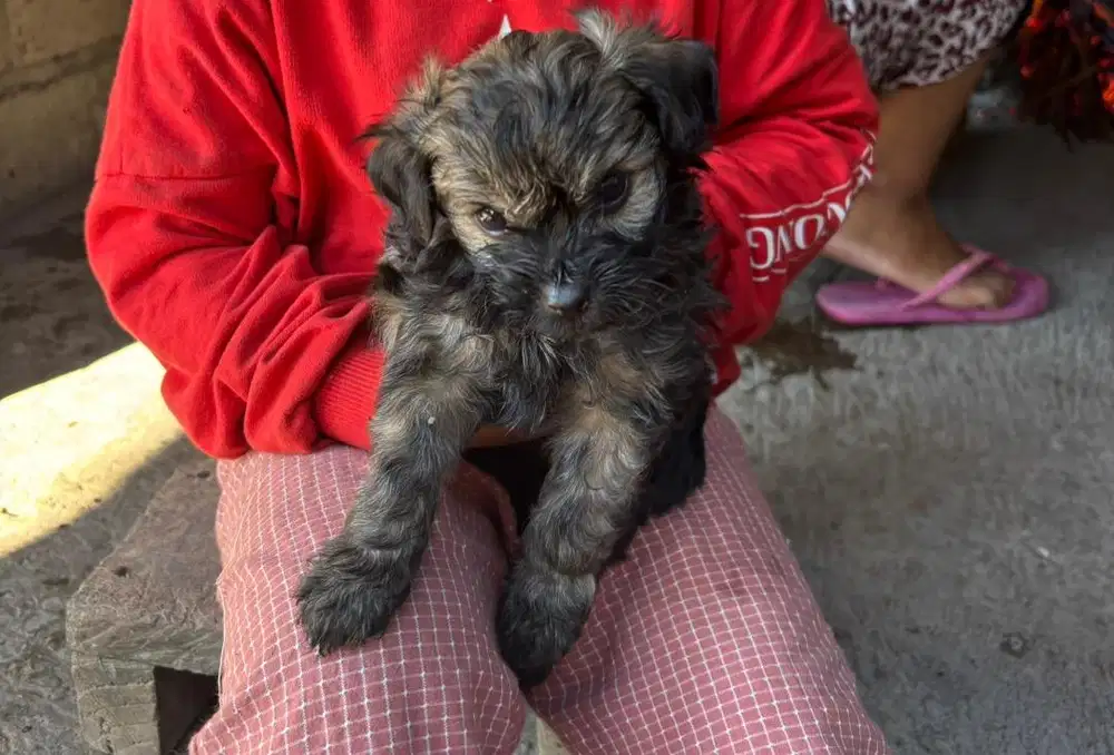Shitzu mix poodle