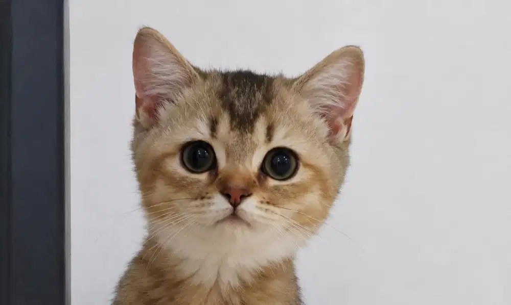 kucing bsh mixx