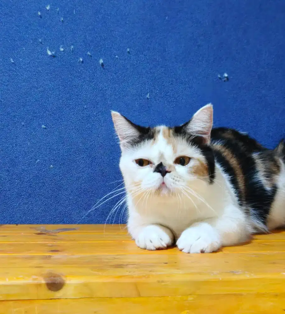 Munchkin minuet betina, calico