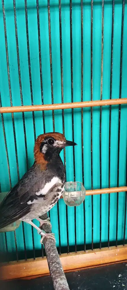 Mau jual Anis kembang betina,dewasa sehat no mines,harian bunyi wiklus