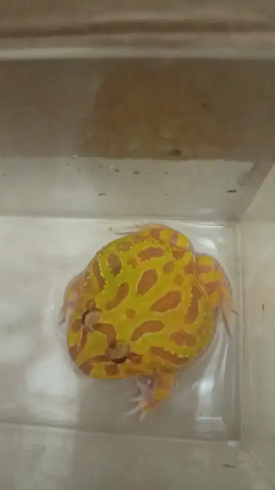Pacman Albino Kuning mata merah