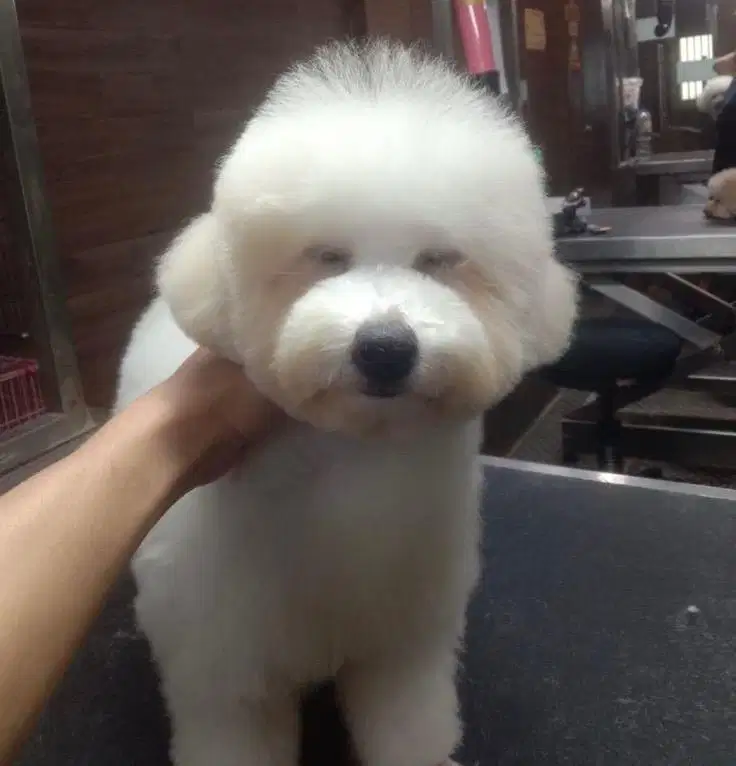 Puppies / anjing bichon frise betina 6 bulan