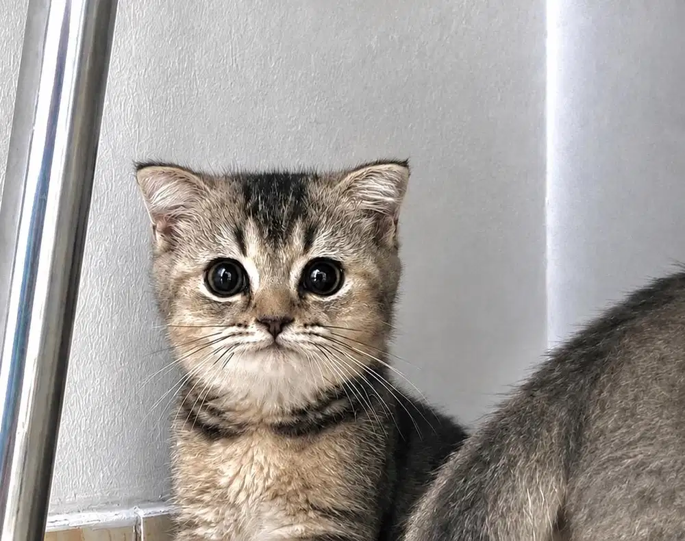 kucing bsh mix fold