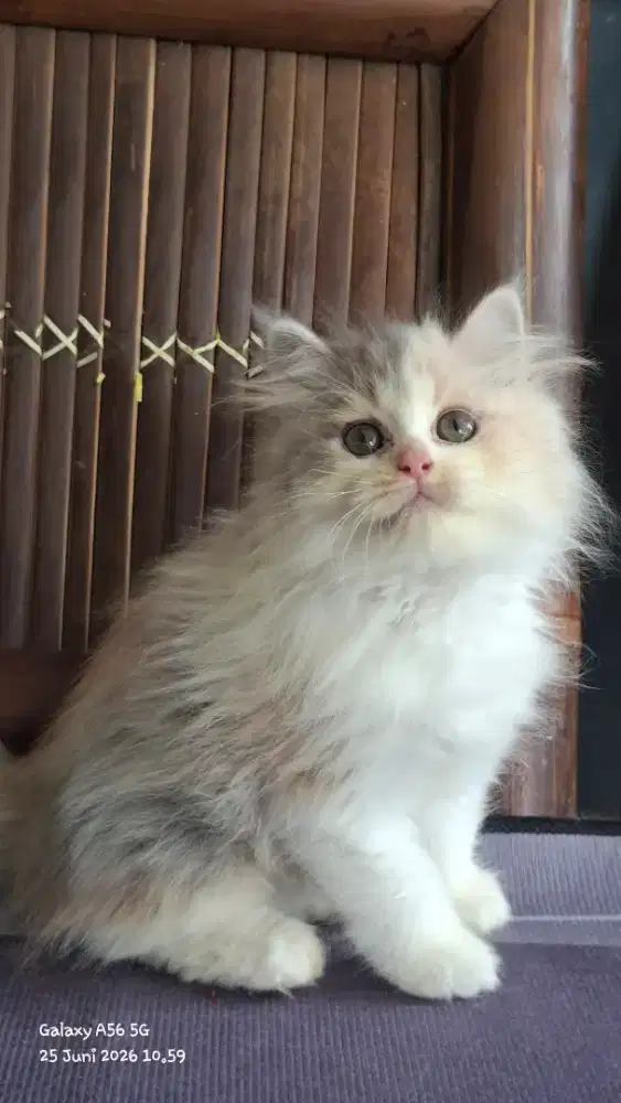 kucing anggora/ kitten betina/kucing persia betina