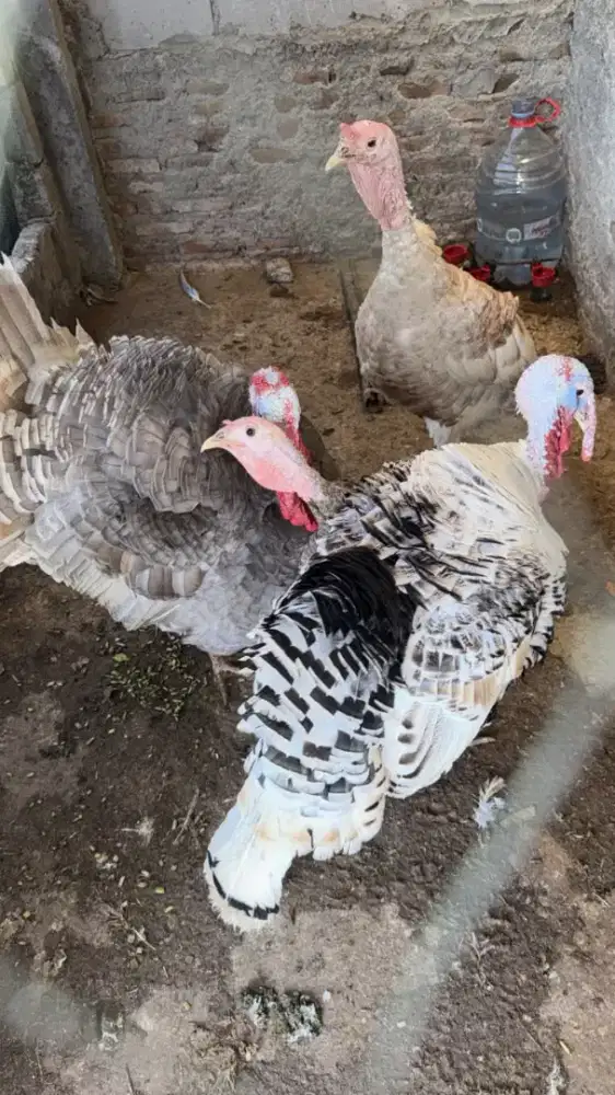 ayam kalkun jumbo