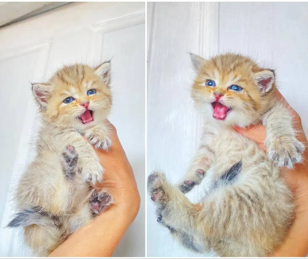 Kucing kitten British shorthair Golden Pure Super gembul