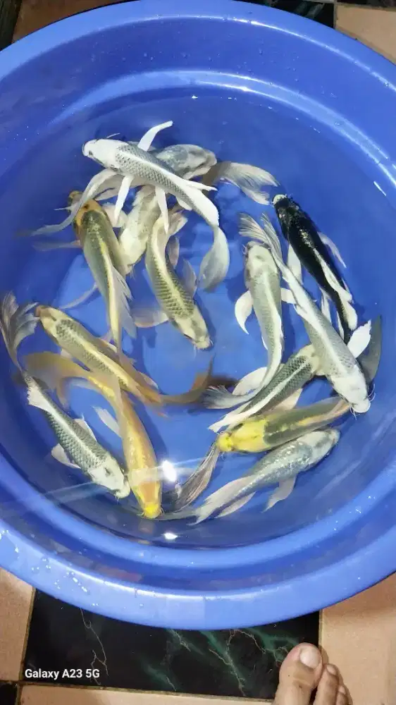 Ikan koi slayer kumpay 25-30cm
