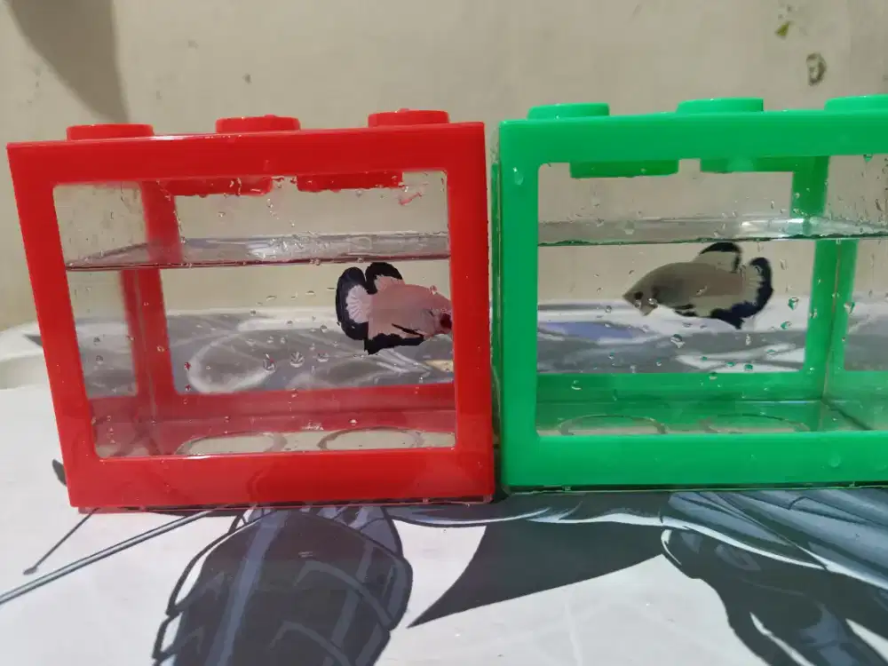 Jual ikan cupang bluerim, avatar, nemo, plakat.