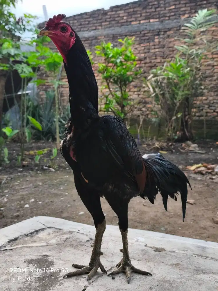 Ayam jenis PAMANGON