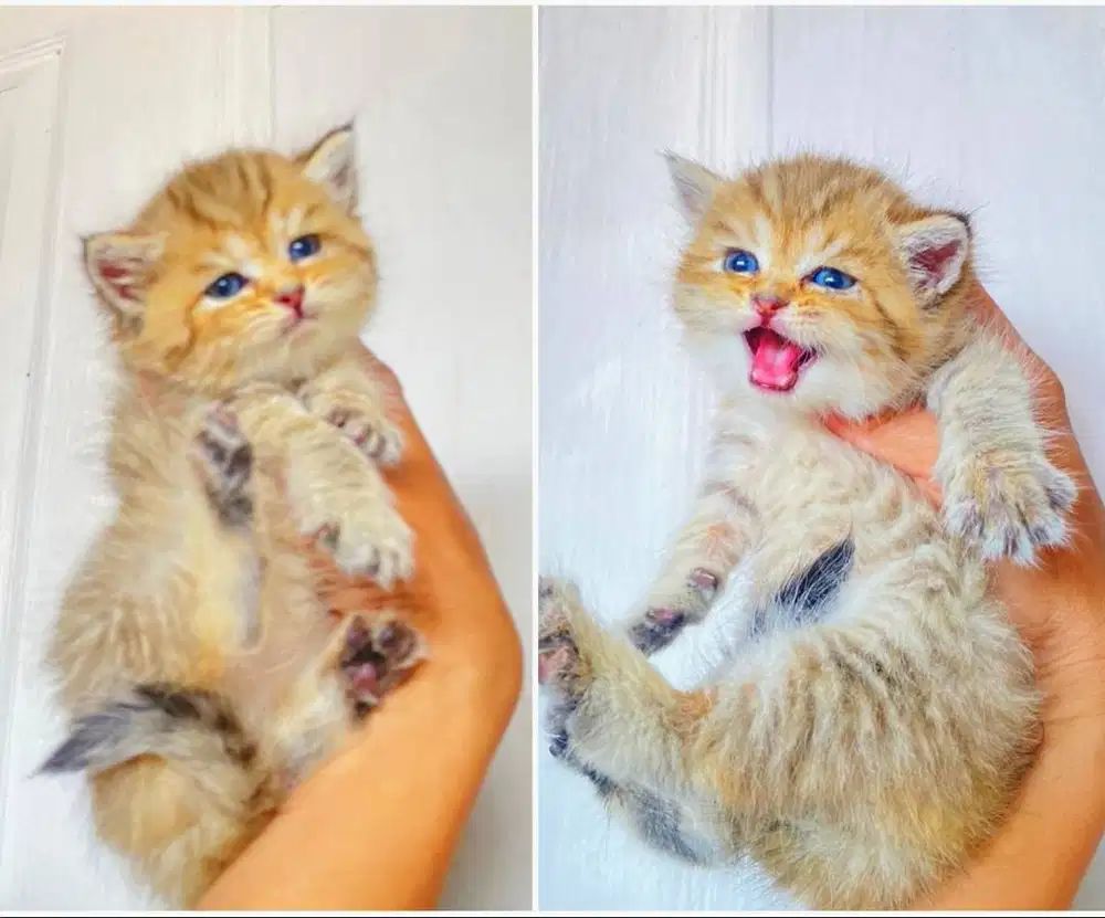 Kucing kitten British shorthair Golden