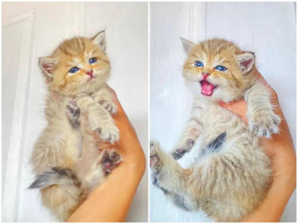 Kucing kitten British shorthair Golden Female