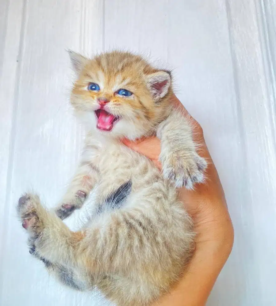 Kucing kitten British shorthair Golden Pure