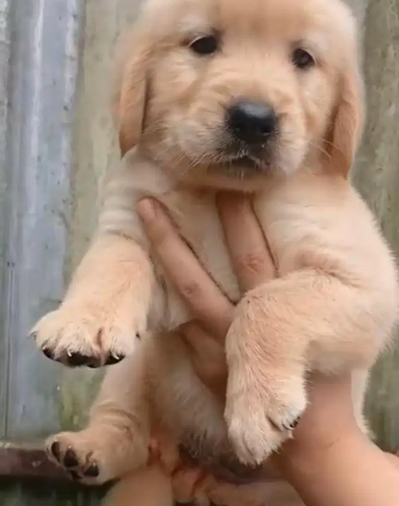 Puppies / anjing golden retriever betina