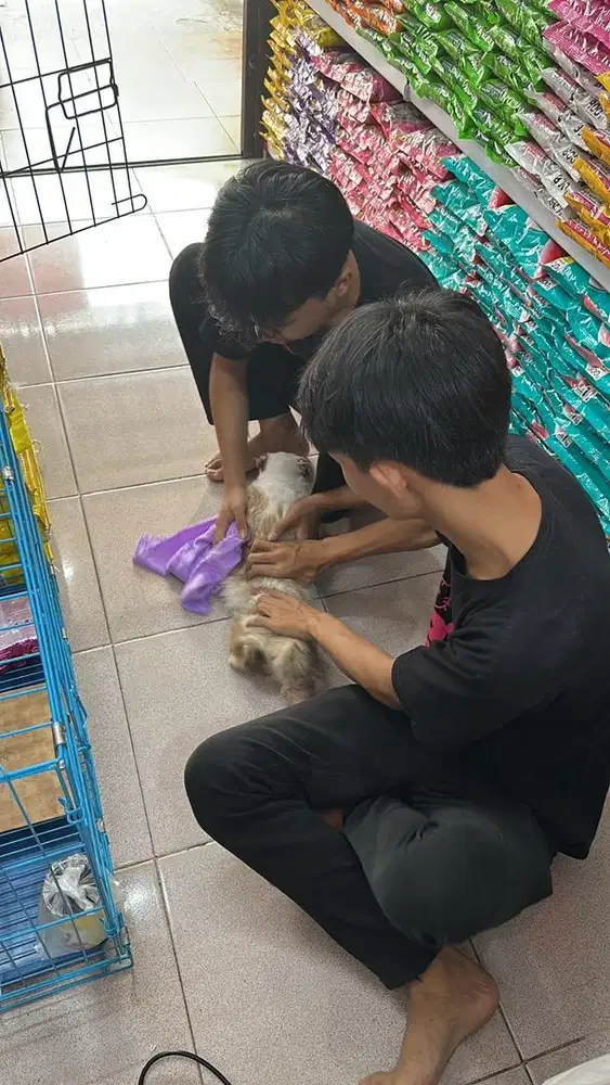 ADA Admin Kasir Petshop