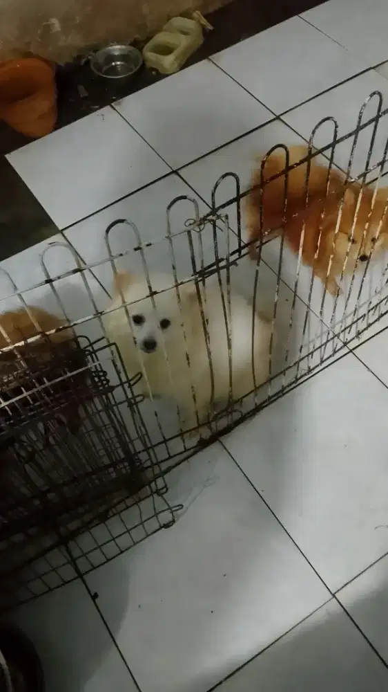 Pom btn putih stbm