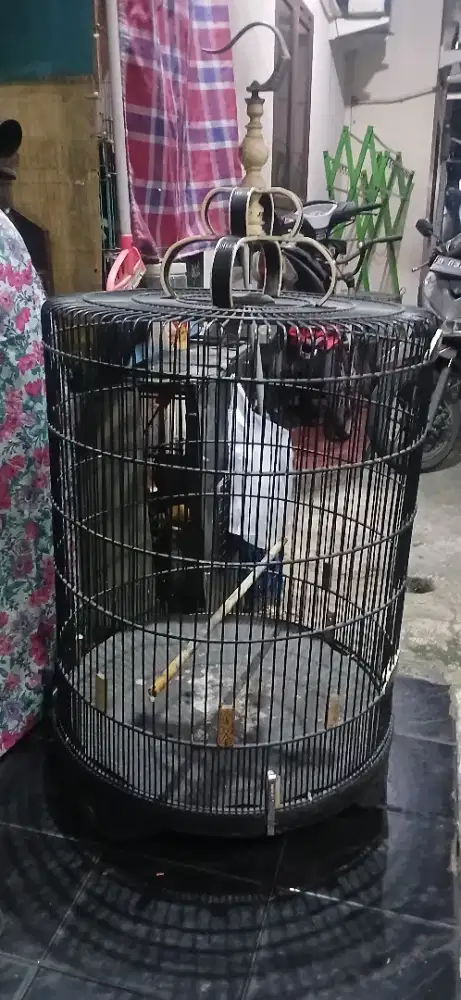 sangkar / kandang murai second