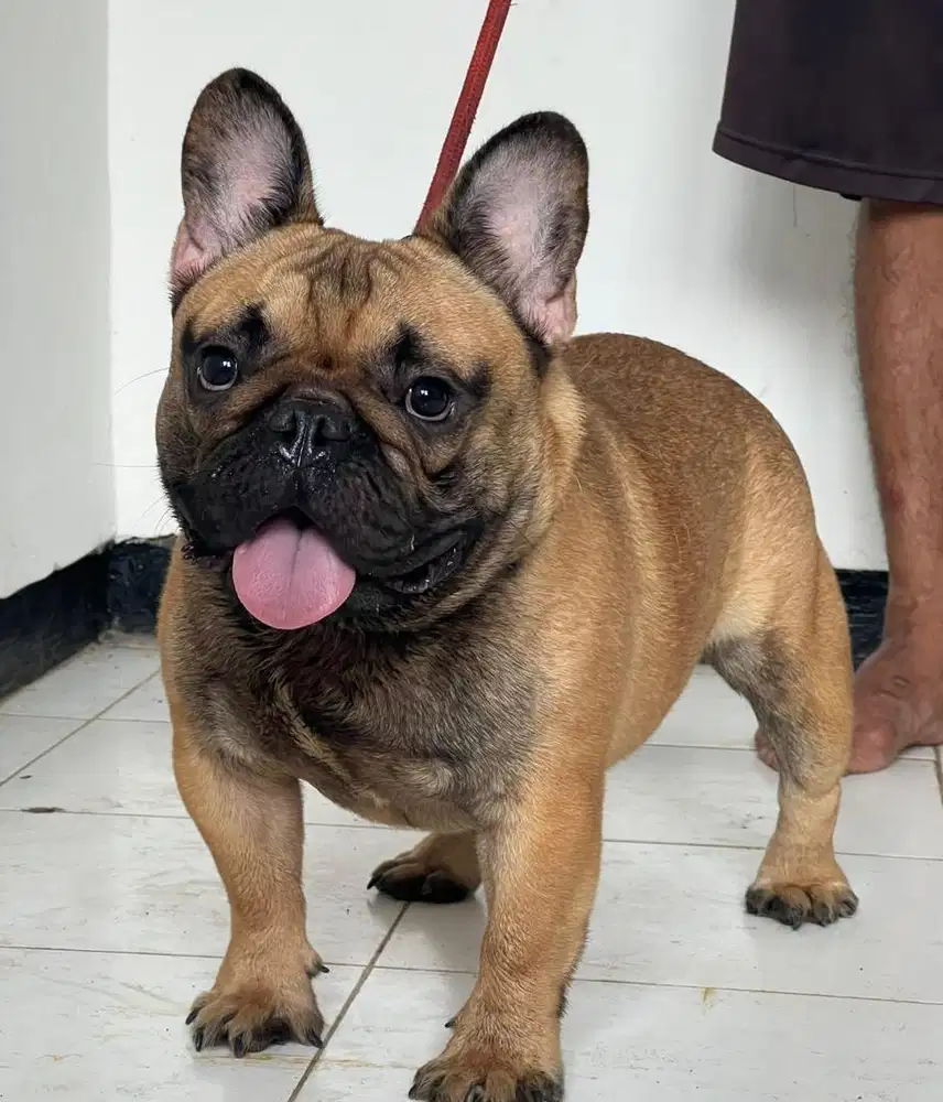 Anjing french bulldog jantan 4 taun (pejantan)