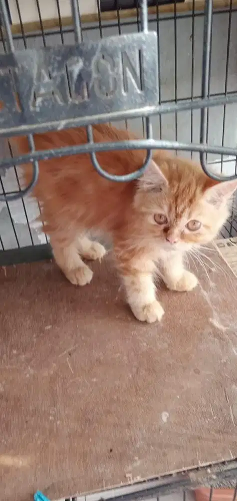 KITTEN PERSIA JANTAN 3 BULAN