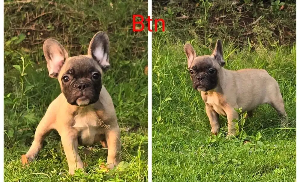 Anjing / puppies french bulldog cute