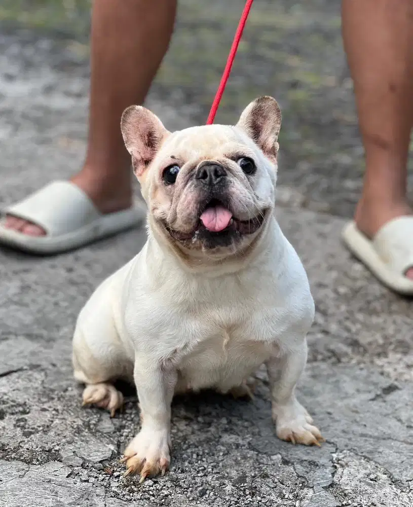 Anjing / indukan french bulldog putih short body