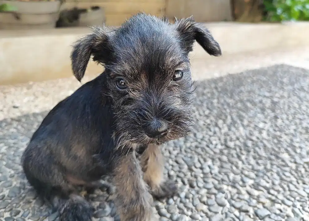 Anjing / puppies miniature schnauzer cute