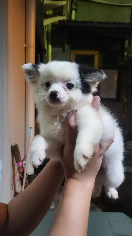 Puppies minipom betina