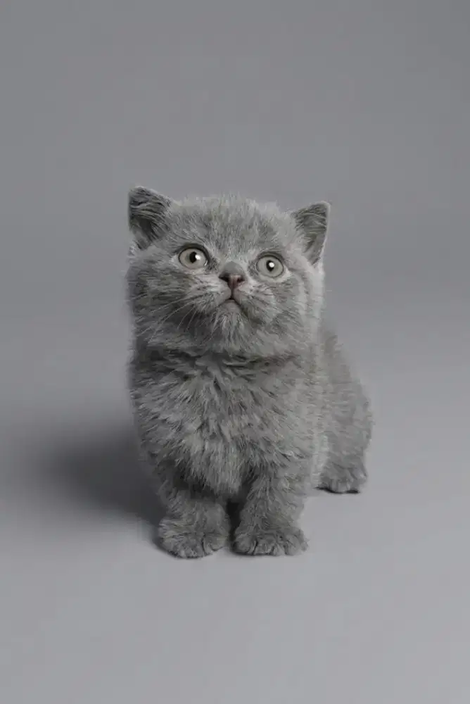 Munchkin BSH Blue Solid Betina