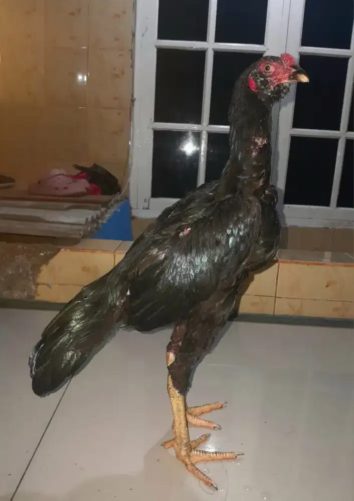 Ayam Bangkok Janggaran Muda Kumbang