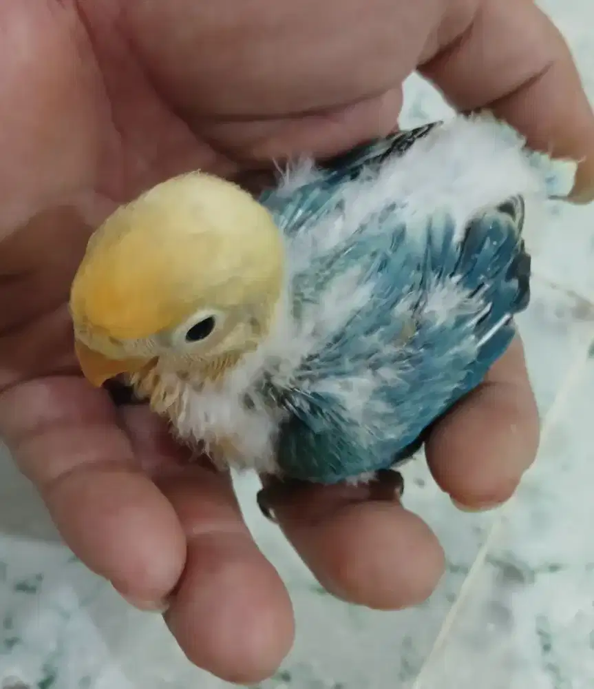 Burung lovebird
