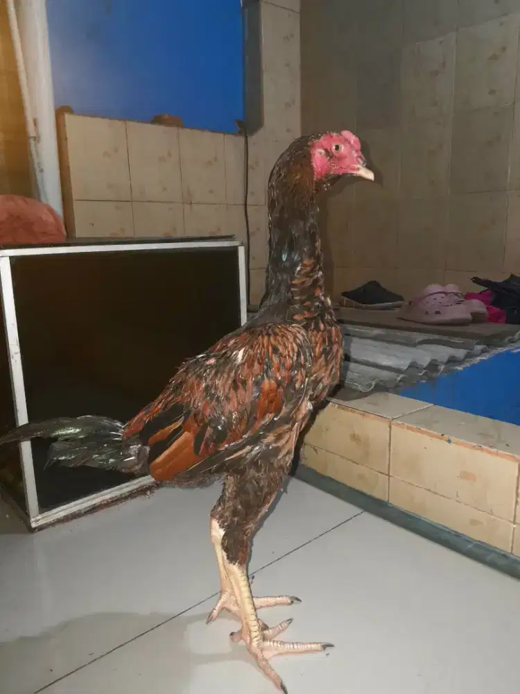 Ayam Bangkok Muda Janggaran Batik