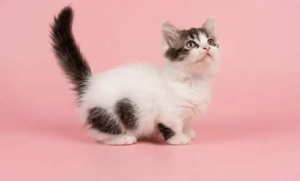 Munchkin BSH Bicolor Jantan
