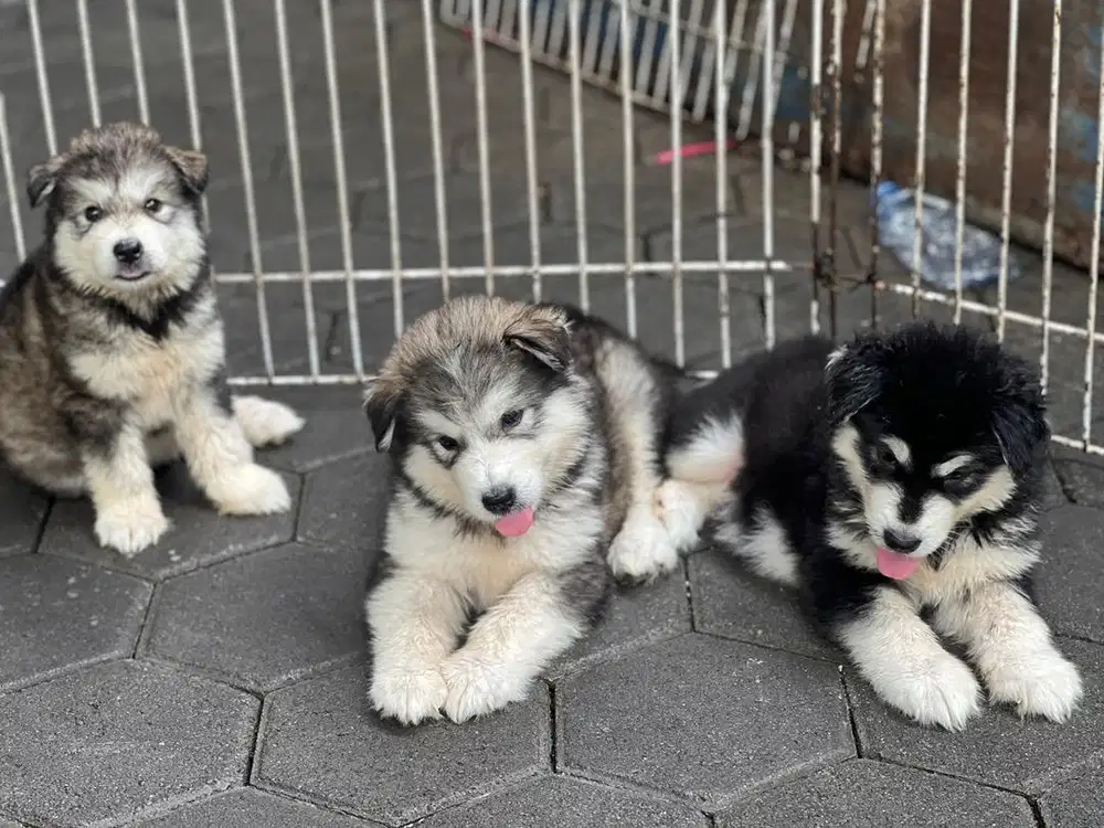 Puppies / anjing alaskan malamute betina