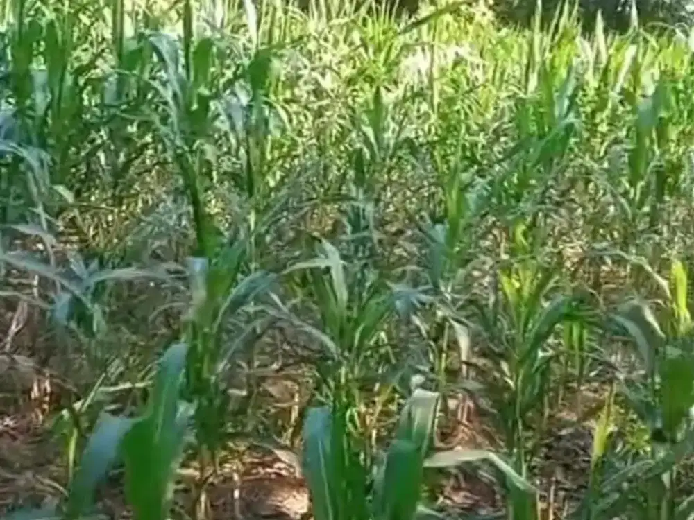 Dijual Lahan Zona Industri Lokasi Strategis Sumberlawang,Sragen Luas 10 Ha