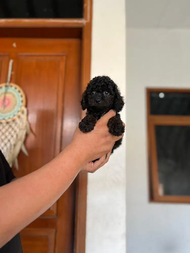 Puppies / anjing black toy poodle jantan