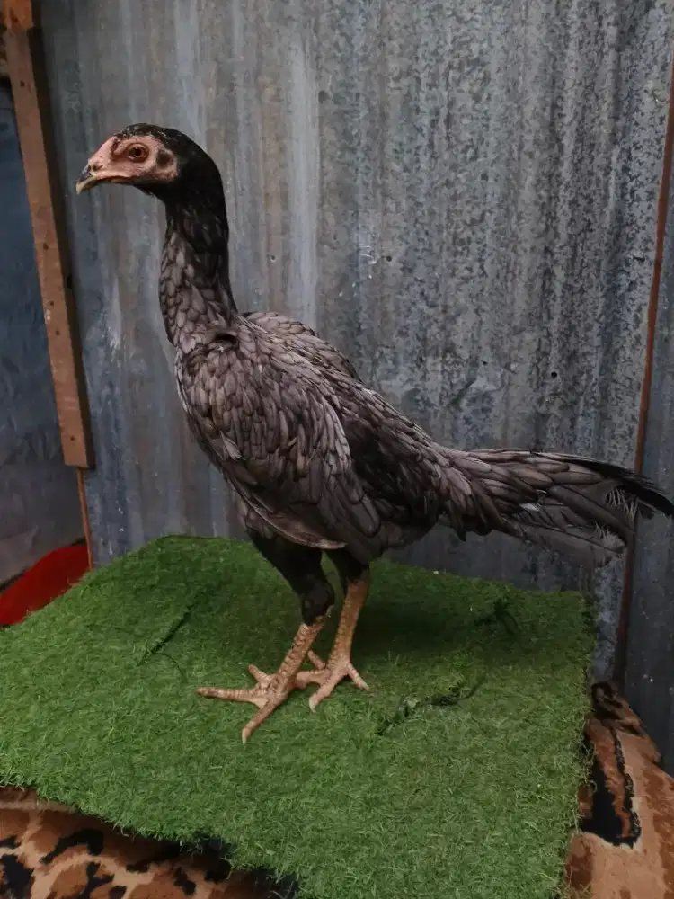Ayam pakhoy line panzer
