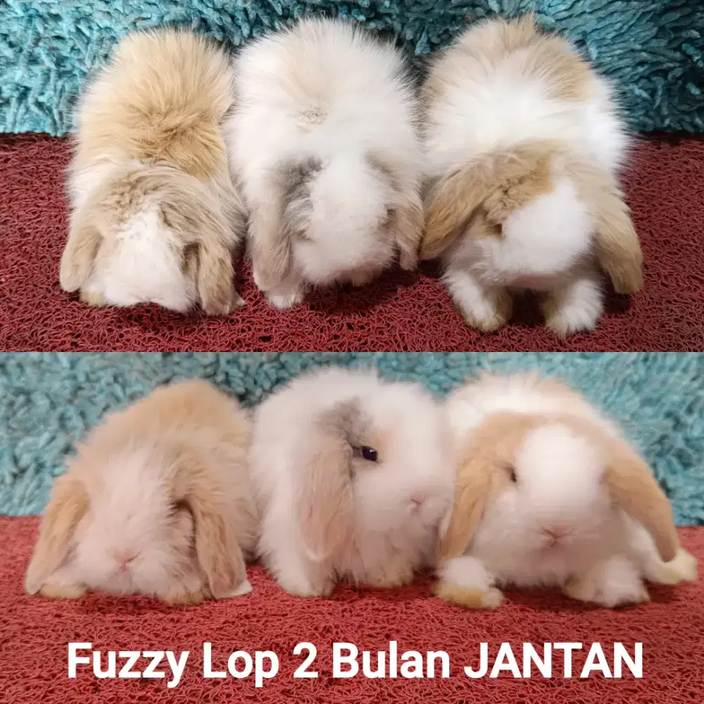 Anakan Kelinci Fuzzy Lop usia 2 Bulan