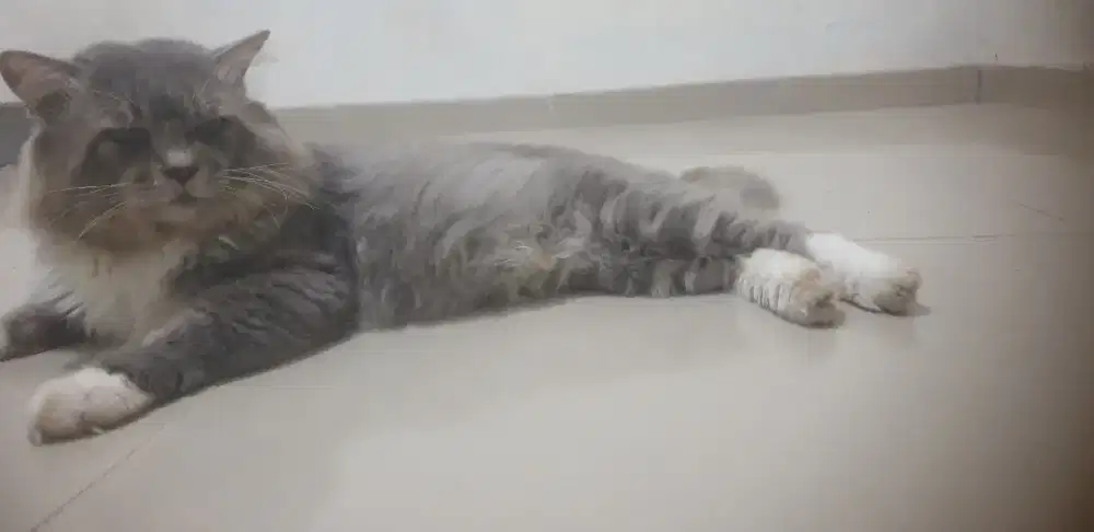 Kucing jantan Mix