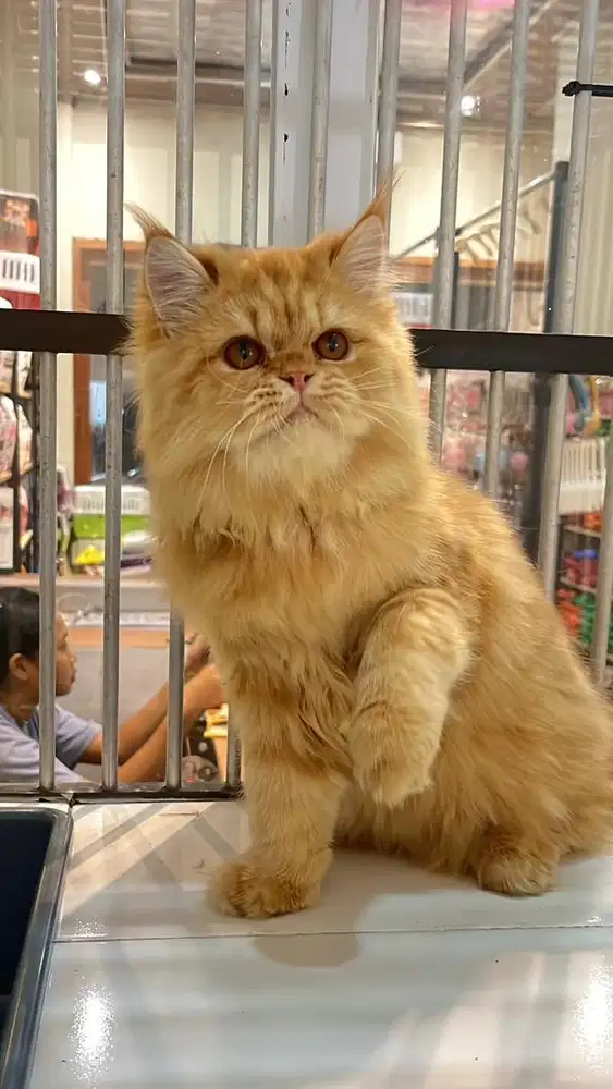 Kitten mainecoon 4bln