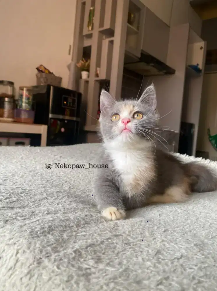 Kucing bsh Munchkin betina(harga net)
