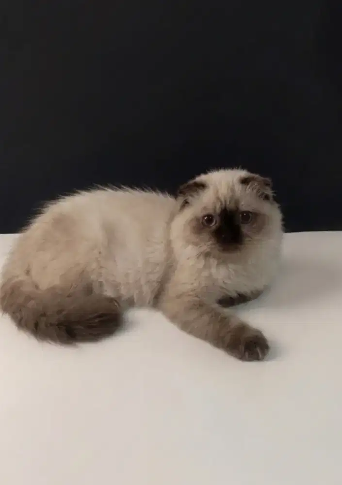 Scottish Fold Himalaya Betina