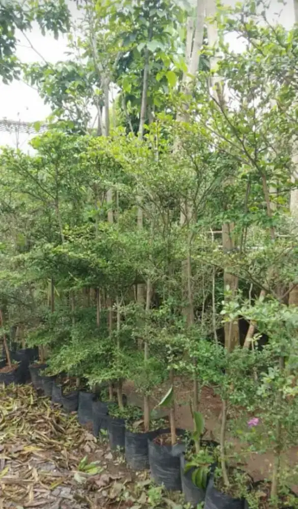 Pohon hias ketapang kecana