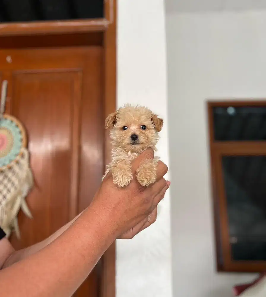 Anjing / puppies maltipoo super cute